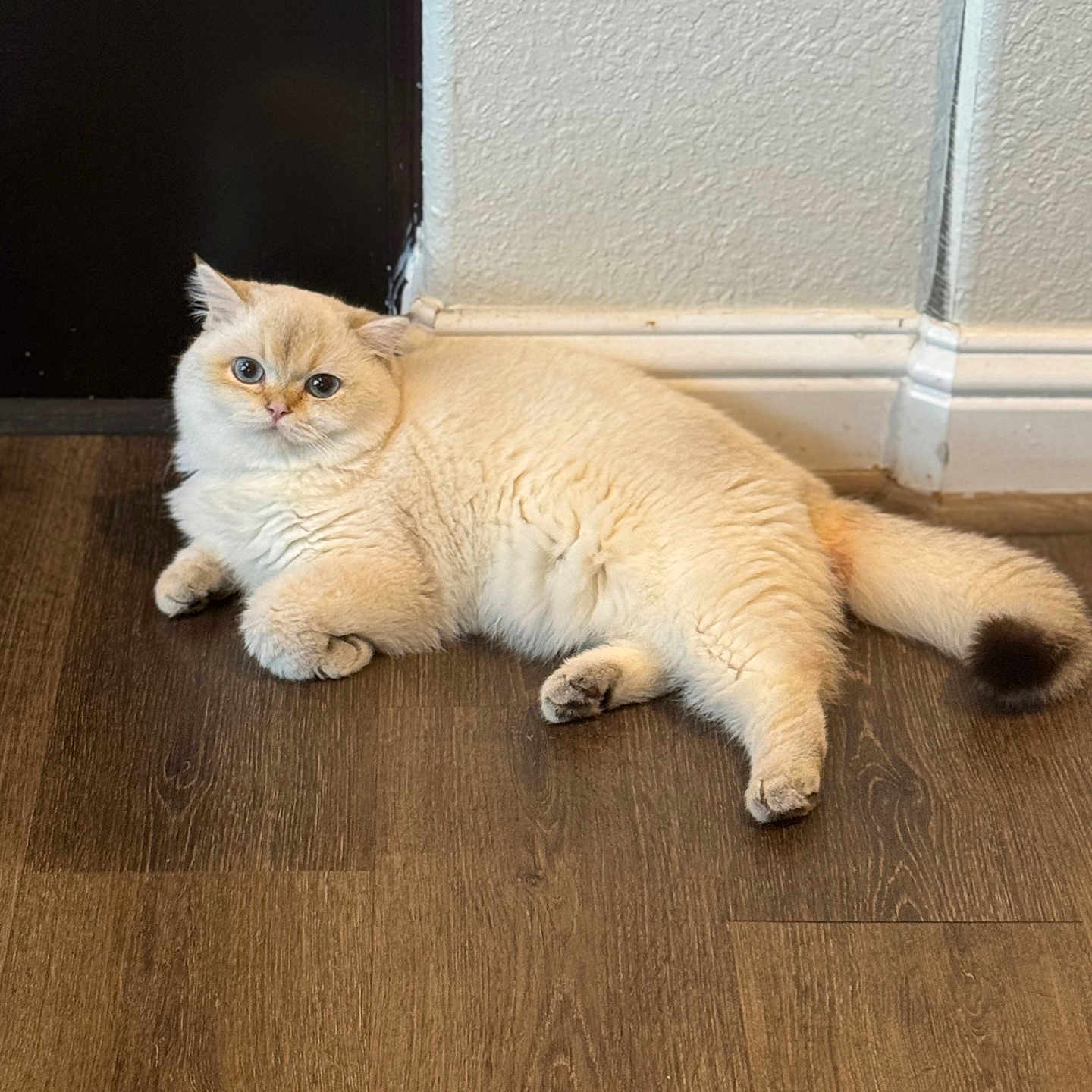 Olaf