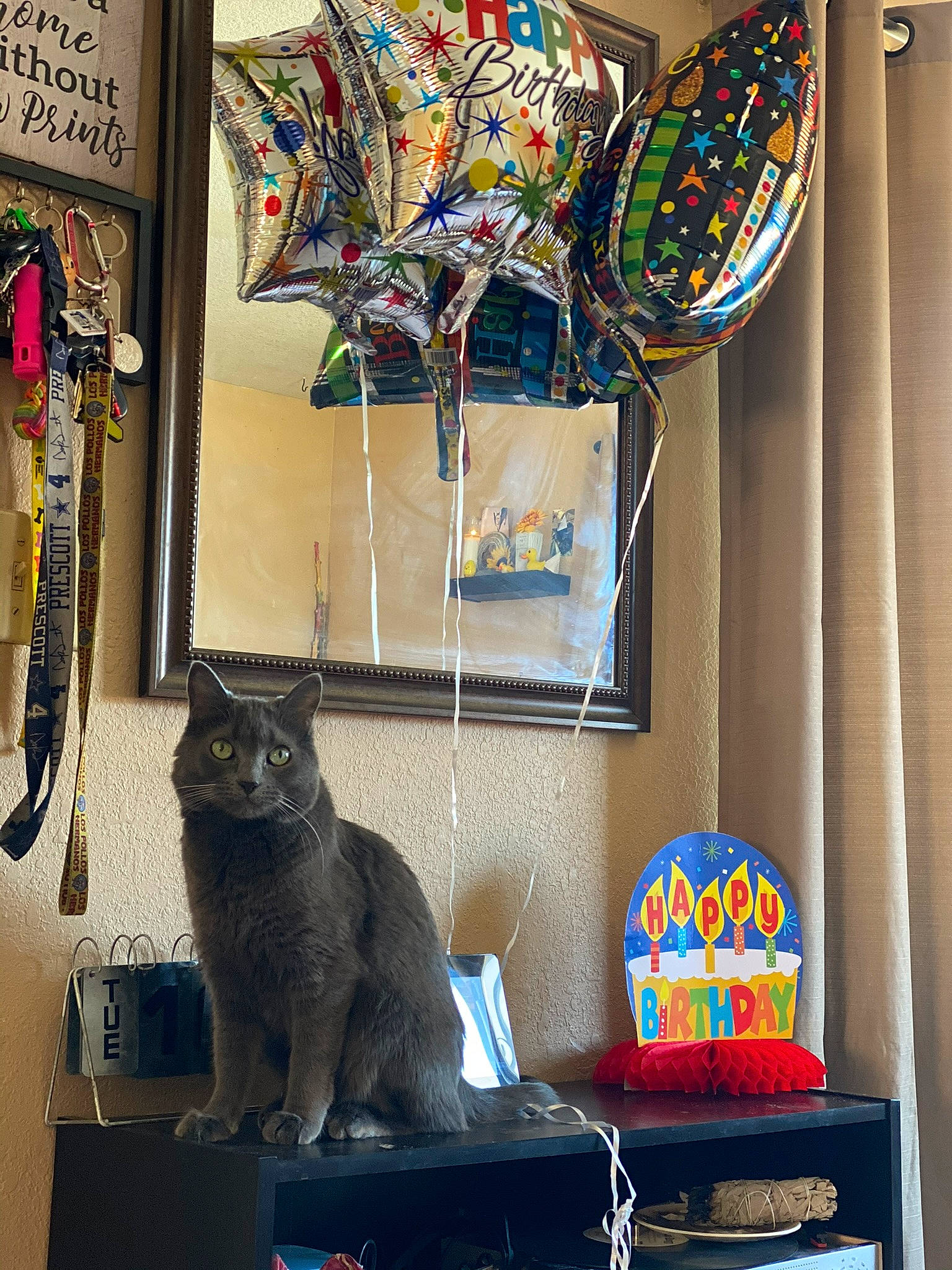 Potato is registered to the contest to win money with this photo: art, blue, carnivore, cat, ceiling, domestic_short_haired_cat, felidae, glass, interior_design, picture_frame, room, shelving, small_to_medium_sized_cats, table, tail, textile, visual_arts, wall, whiskers, window