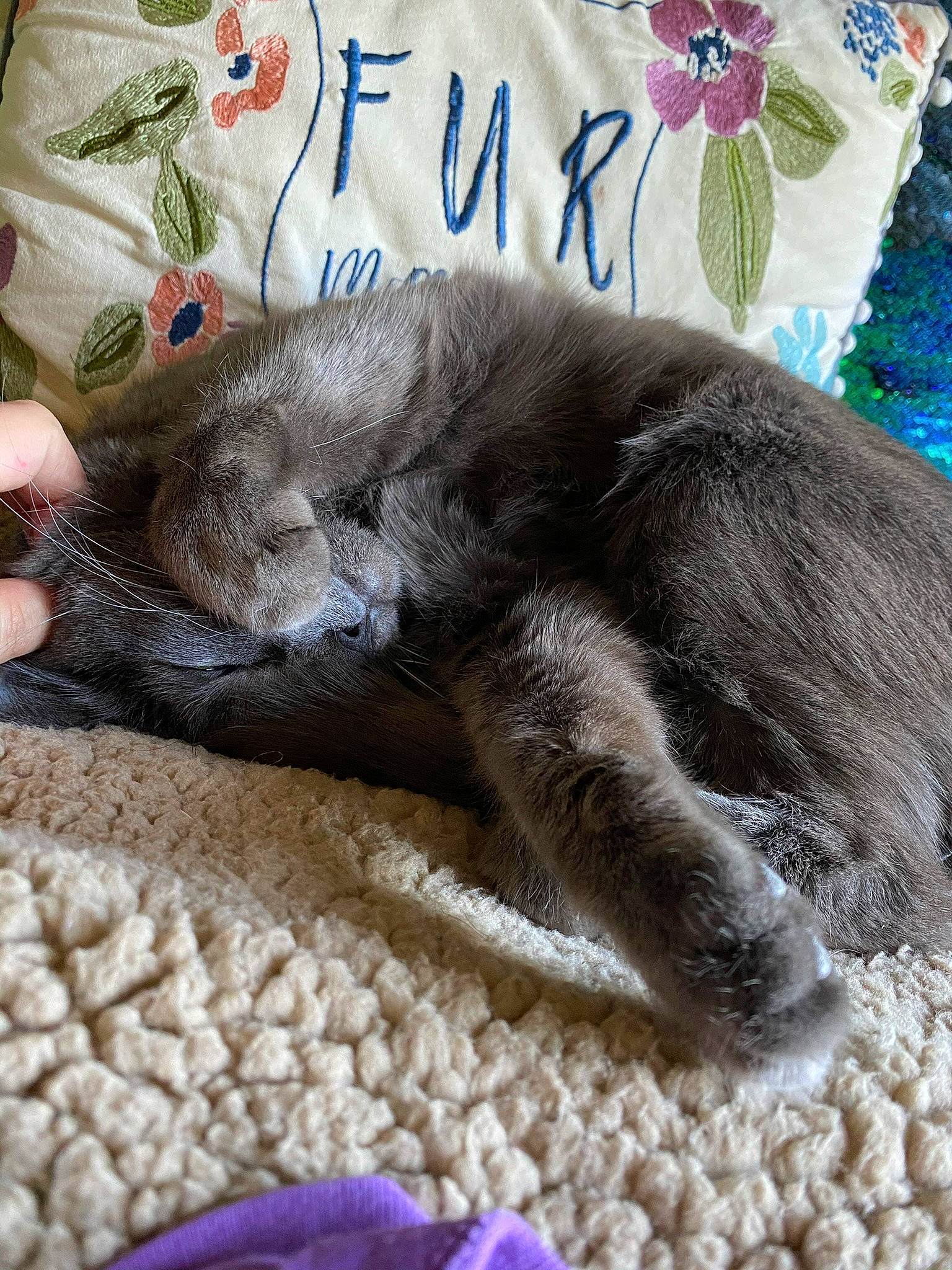 Potato joined the competition — help win amazing prizes! blue, carnivore, cat, claw, comfort, domestic_short_haired_cat, fawn, felidae, fur, grey, linens, nap, paw, rug, small_to_medium_sized_cats, tail, terrestrial_animal, whiskers