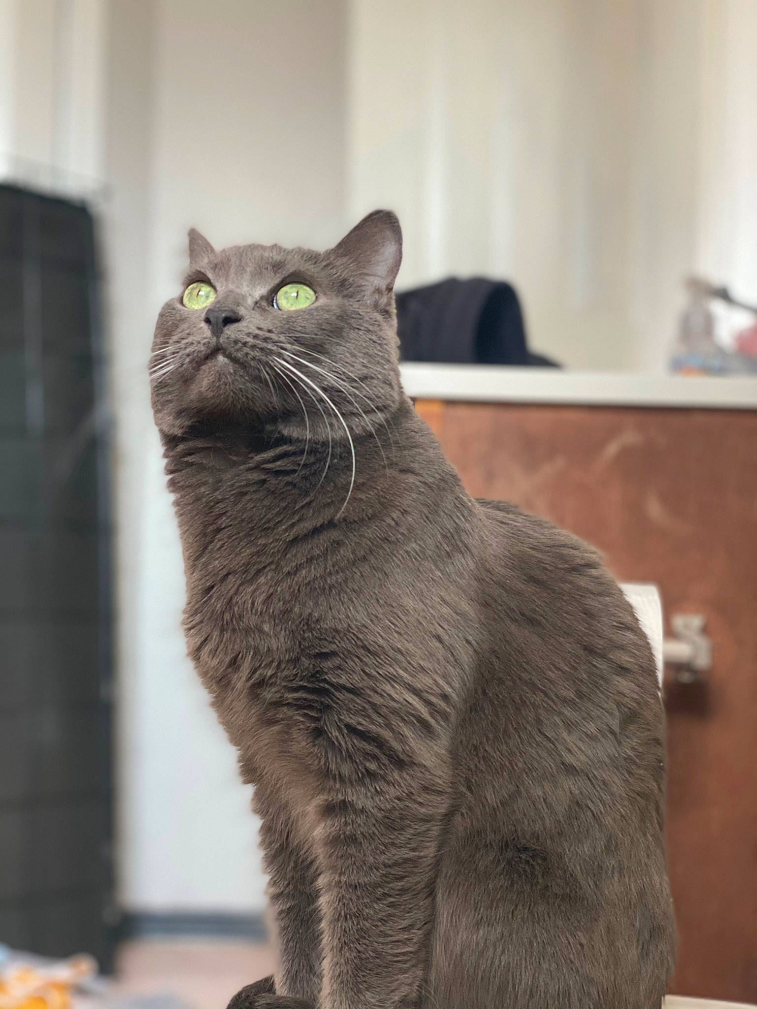 Potato is registered to the contest to win money with this photo: carnivore, cat, domestic_short_haired_cat, felidae, fur, grey, paw, russian_blue, small_to_medium_sized_cats, snout, tail, terrestrial_animal, whiskers, window