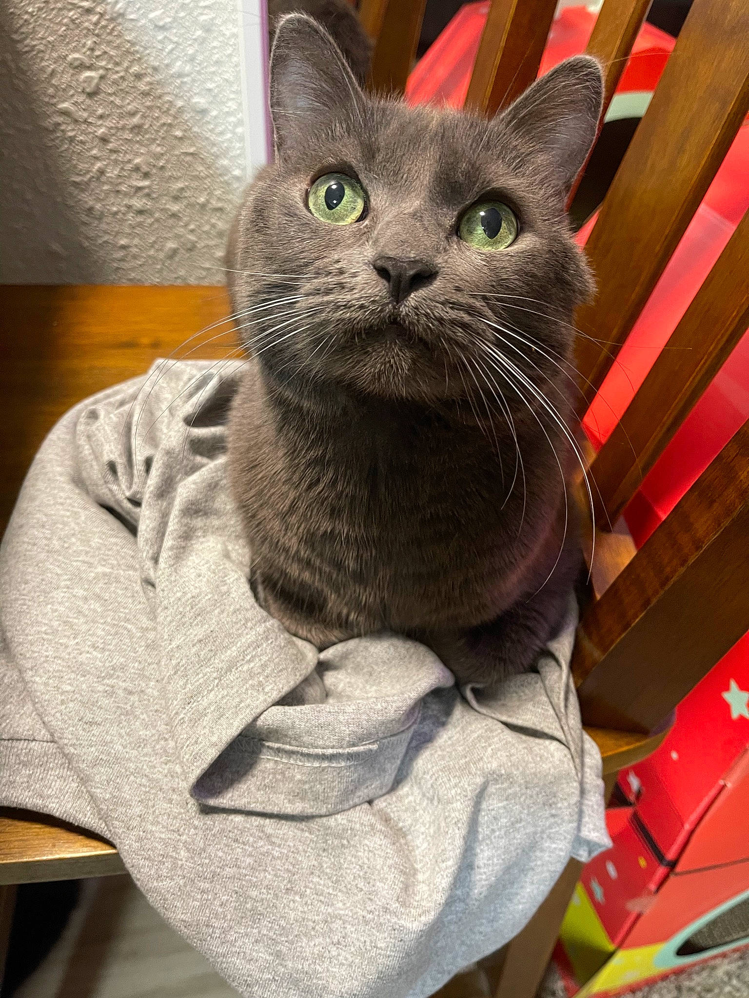 Potato is registered to the contest to win money with this photo: bag, carnivore, cat, cat_supply, comfort, domestic_short_haired_cat, felidae, fur, grey, russian_blue, small_to_medium_sized_cats, snout, whiskers, wood