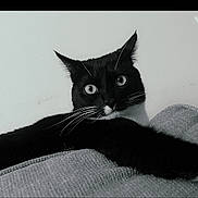 Luna is registered to the contest to win money with this photo: animal, black_and_white, black_cat, cat, close_up, curious, ears, eyes, fabric, feline, indoor, laying, monochrome, pet, portrait, relaxed, sofa, texture, whiskers, white_whiskers