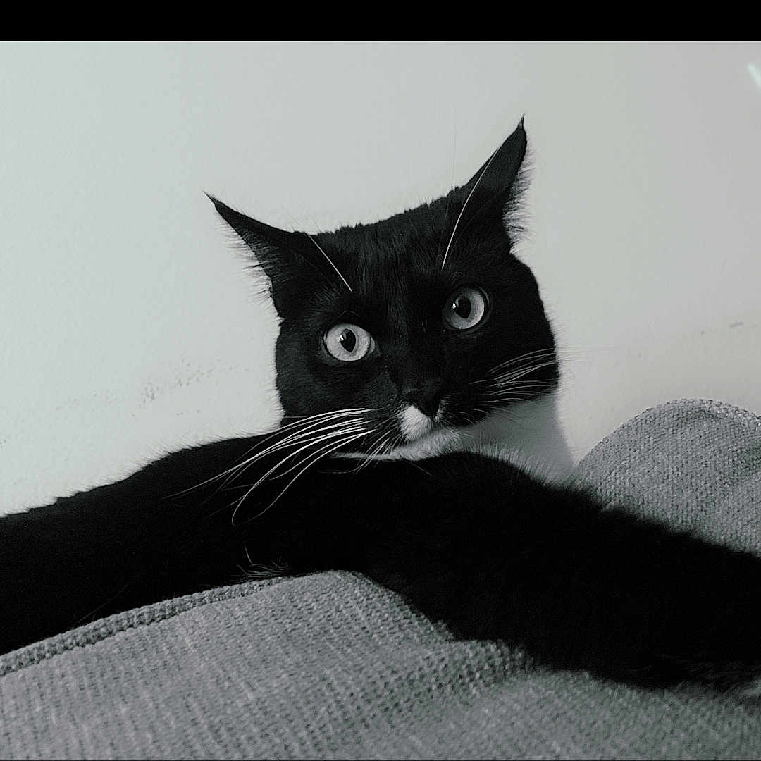 Luna is registered to the contest to win money with this photo: animal, black_and_white, black_cat, cat, close_up, curious, ears, eyes, fabric, feline, indoor, laying, monochrome, pet, portrait, relaxed, sofa, texture, whiskers, white_whiskers
