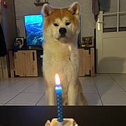 Akiko participe au concours pour gagner de l'argent avec cette photo : dog, cake, candle, birthday, living_room, tile_floor, furniture, television, shelf, decor, door, animal, pet, indoors, cute, celebration, waiting, brown_and_white, canine, household