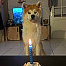 dog, cake, candle, birthday, living_room, tile_floor, furniture, television, shelf, decor, door, animal, pet, indoors, cute, celebration, waiting, brown_and_white, canine, household
