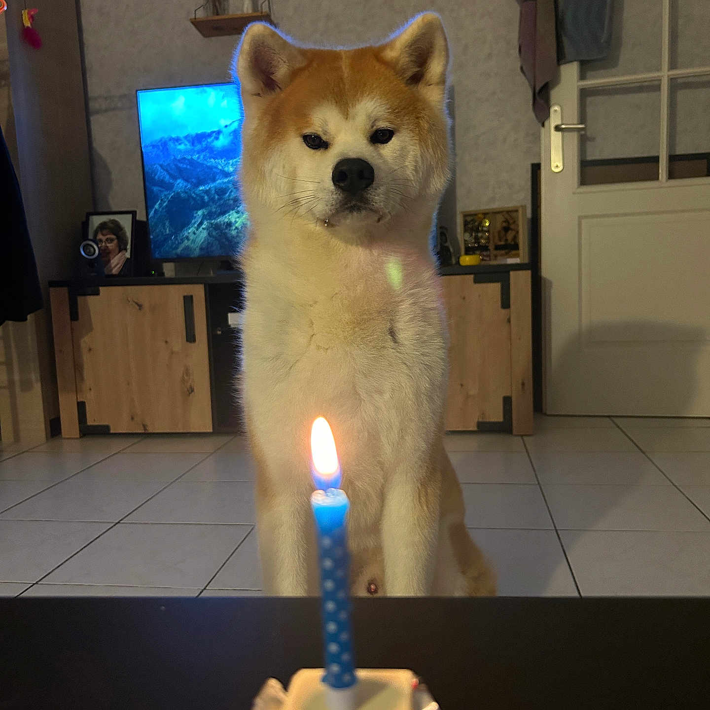 Akiko participe au concours pour gagner de l'argent avec cette photo : dog, cake, candle, birthday, living_room, tile_floor, furniture, television, shelf, decor, door, animal, pet, indoors, cute, celebration, waiting, brown_and_white, canine, household