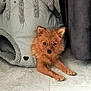 animal, animal_bed, brown_dog, companion, cozy, curious, curtain, cute, dog, ears_up, floor, furry, home, indoor, looking_at_camera, pet_bed, relaxed, resting, small_dog, tile_floor