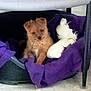 Violette a rejoint le concours — aidez-le/la à gagner de superbes lots ! animal, bed, blanket, brown, cozy, cute, dog, floor, fur, furniture, indoor, pet, puppy, purple, relaxing, resting, small_dog, stuffed_toy, toy, white