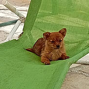 Violette a rejoint le concours — aidez-le/la à gagner de superbes lots ! animal, brown_dog, calm, canine, cute, daylight, dog, domestic_animal, fabric_chair, green_chair, lonely, outdoor, pavement, pet, portrait, relaxed, resting, seat, small_dog, sunlight
