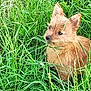 animal, canine, curious, cute, dog, ears, eyes, field, fur, grass, green, leaf, nature, outdoor, pet, scruffy, small_dog, snout, summer, wild