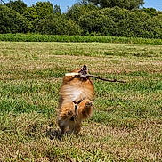 Svéna participe au concours pour gagner de l'argent avec cette photo : active, animal, blue_sky, bushes, canine, daylight, dog, energetic, field, fur, grass, happy, jumping, leaping, nature, outdoor, pet, playful, stick, sunny
