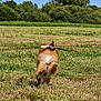 active, animal, blue_sky, bushes, canine, daylight, dog, energetic, field, fur, grass, happy, jumping, leaping, nature, outdoor, pet, playful, stick, sunny