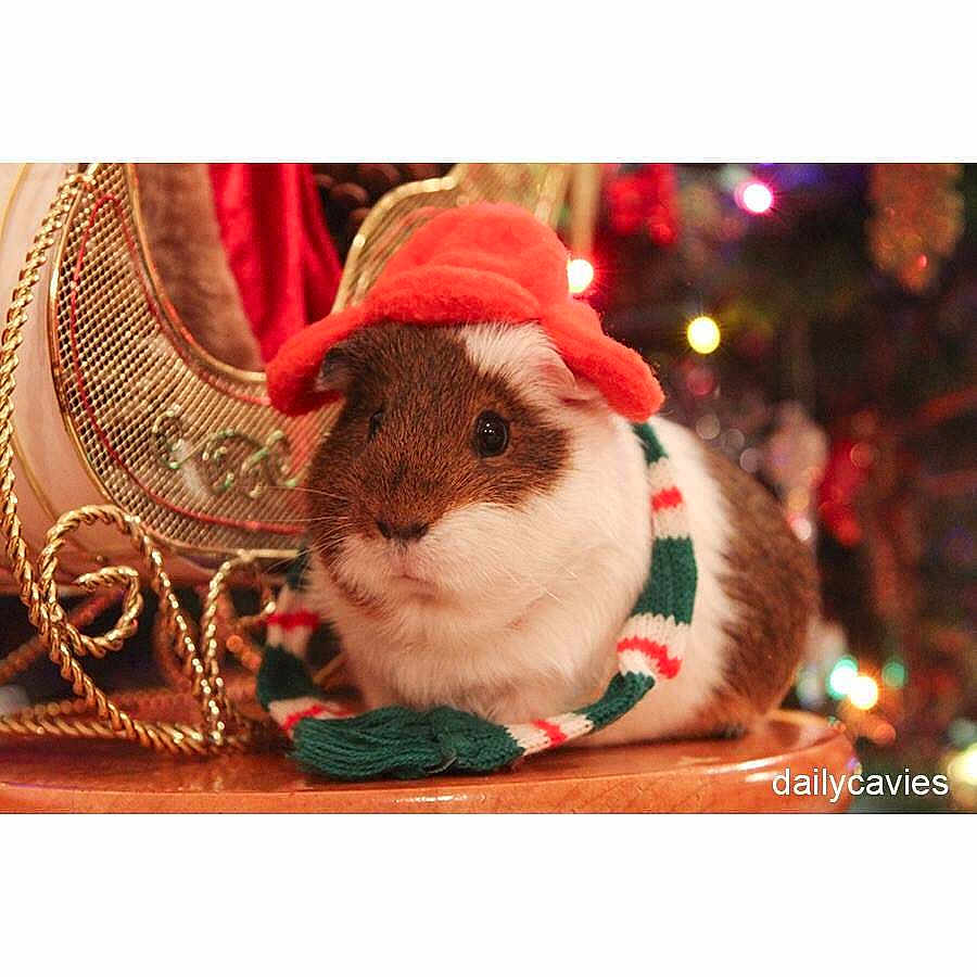 Noodles is registered to the contest to win money with this photo: