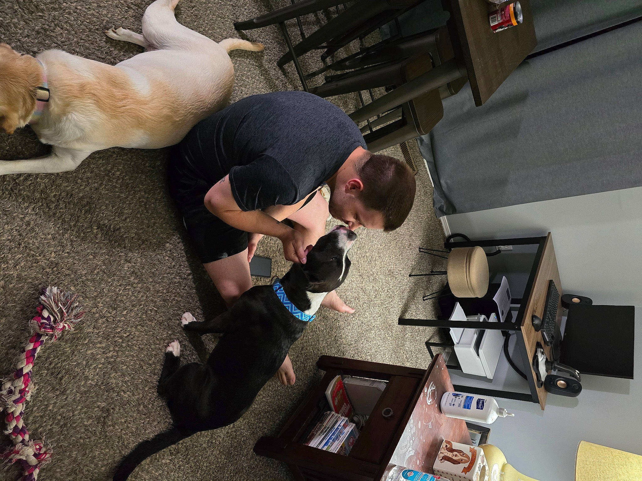 Madame joined the competition — help win amazing prizes! audio_equipment, camera, cameras_optics, canidae, carnivore, companion_dog, dog, dog_breed, engineering, fawn, felidae, flooring, fun, fur, luggage_and_bags, machine, room, small_to_medium_sized_cats, sporting_group, tail