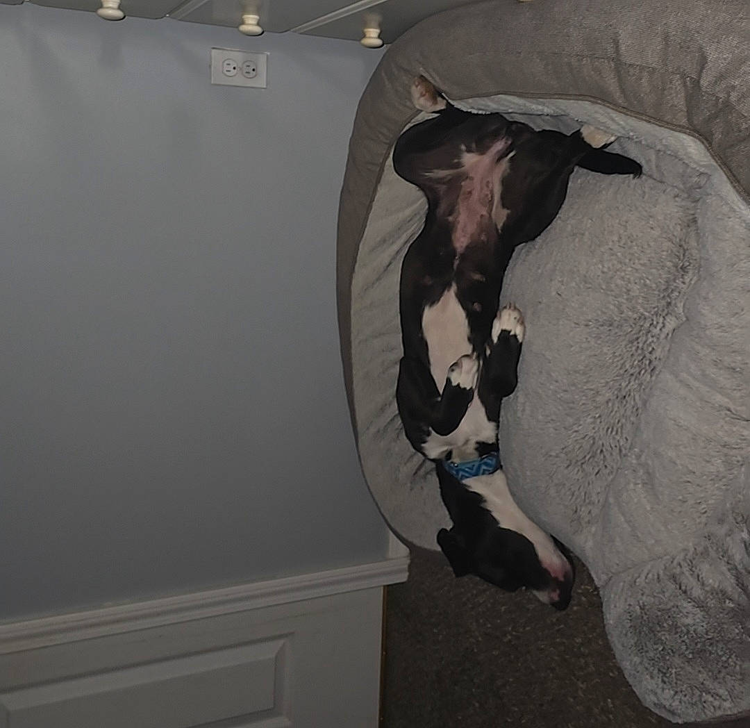 Madame joined the competition — help win amazing prizes! art, bovine, bull, ceiling, dairy_cow, event, flooring, fur, grey, livestock, motor_vehicle, plaster, room, sculpture, snout, statue, tail, vehicle_door, visual_arts, working_animal