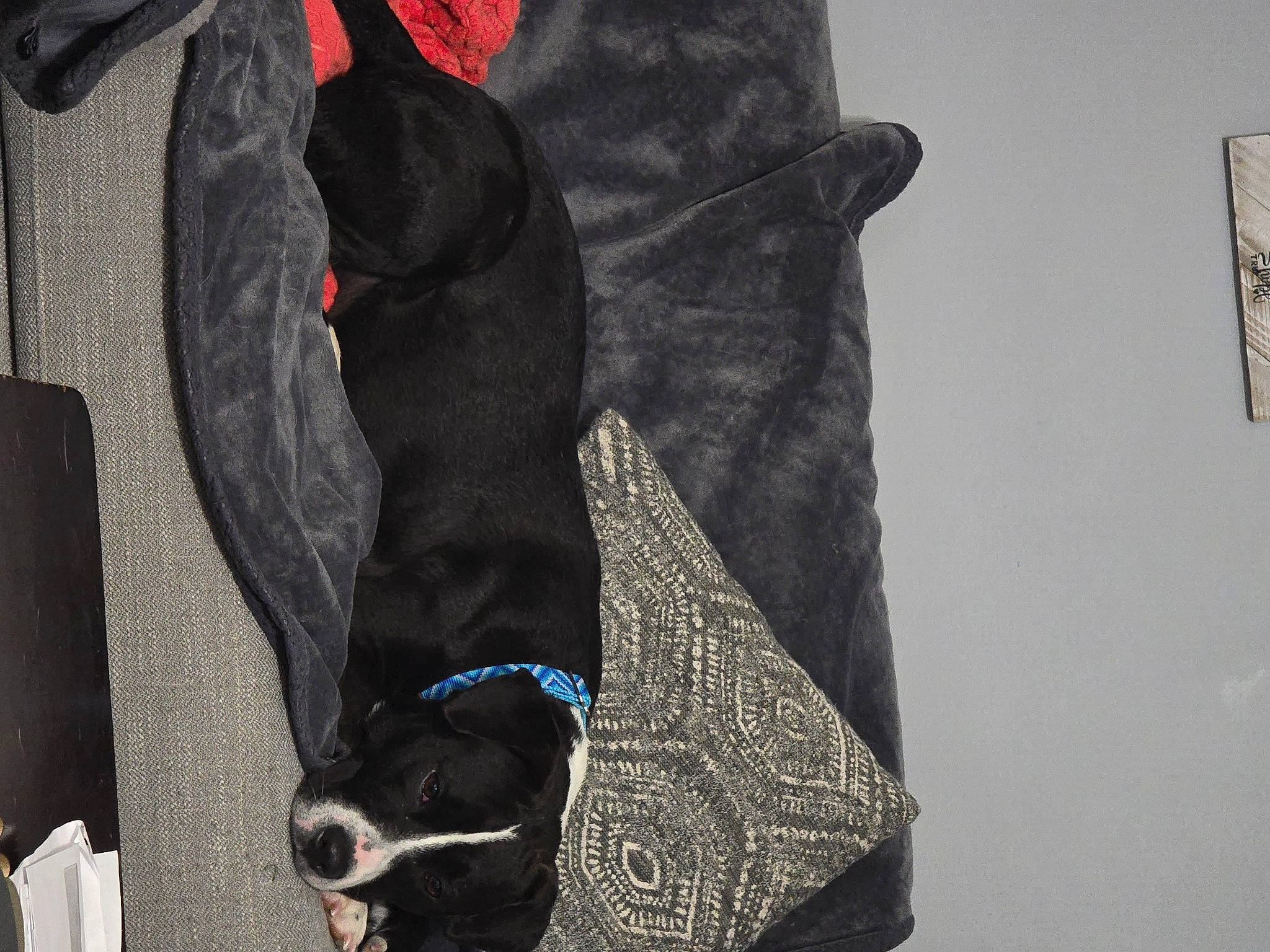 Madame is registered to the contest to win money with this photo: bag, black, canidae, carnivore, collar, companion_dog, dog, dog_breed, dog_collar, dog_supply, electric_blue, fashion_accessory, fur, grey, liver, pattern, pet_supply, sleeve, sporting_group, working_animal