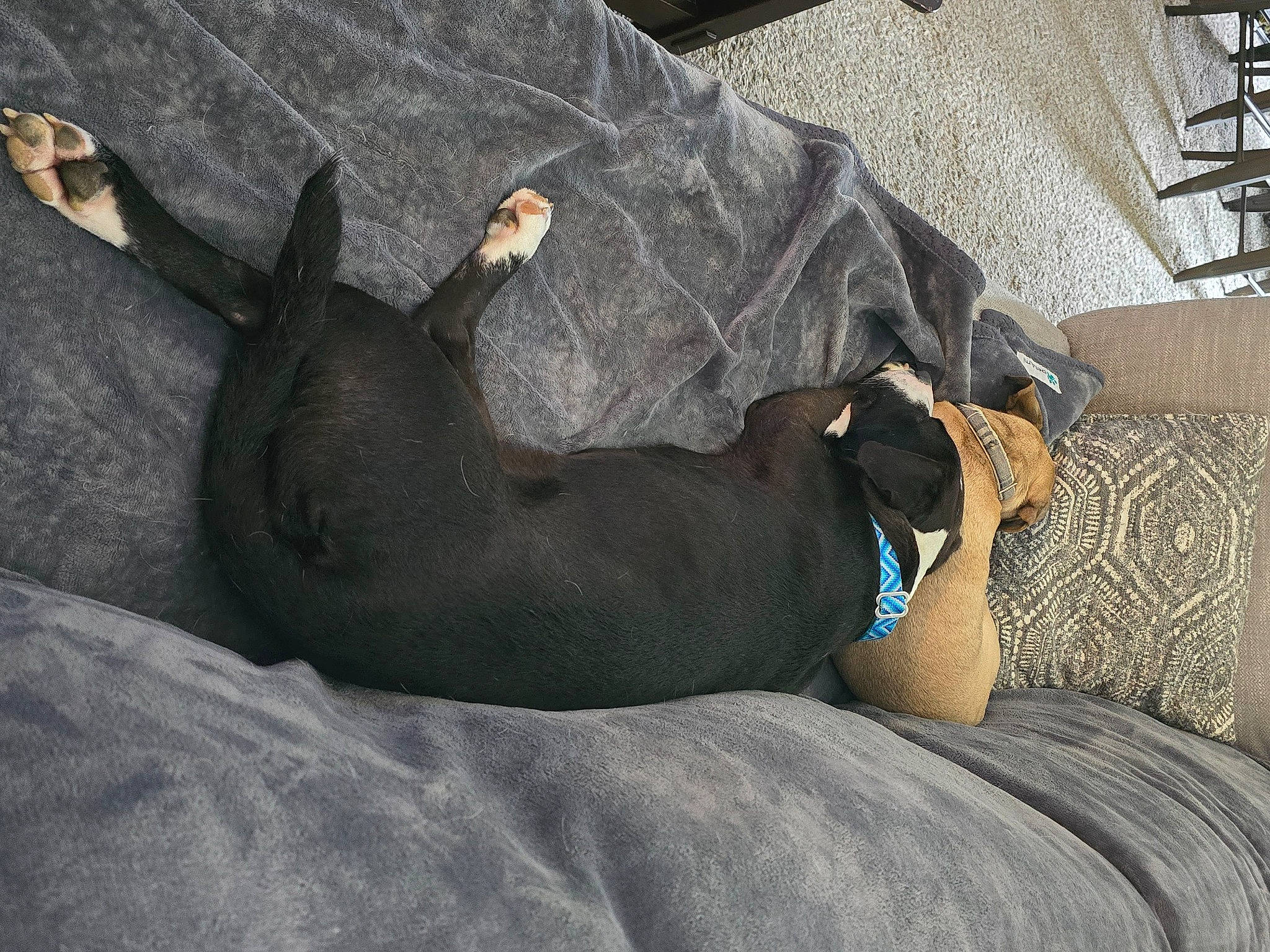 Madame joined the competition — help win amazing prizes! carnivore, collar, comfort, companion_dog, couch, dog, dog_breed, dog_supply, fawn, grey, guard_dog, hardwood, linens, liver, pet_supply, sporting_group, tail, terrestrial_animal, toy_dog, working_animal