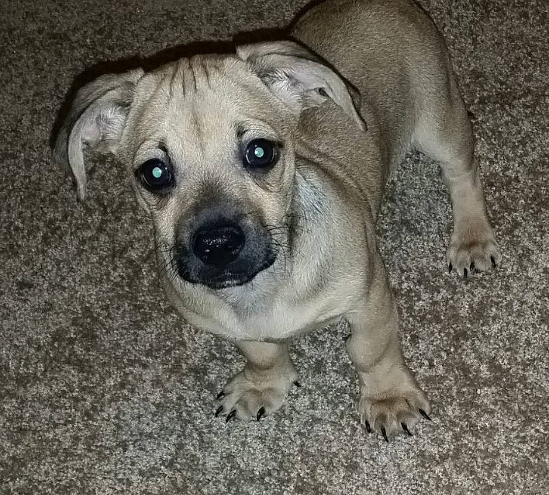 Roo is registered to the contest to win money with this photo: ancient_dog_breeds, canidae, carnivore, companion_dog, dog, dog_breed, fawn, non_sporting_group, snout, sporting_group, terrestrial_animal, toy_dog, whiskers, working_animal, wrinkle