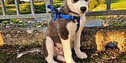 Ayko participe au concours pour gagner de l'argent avec cette photo : puppy, dog, husky, blue_eye, brown_eye, leash, harness, fence, outdoor, sunlight, golden_hour, grass, river, rocks, nature, sitting, young_dog, pet, canine, animal