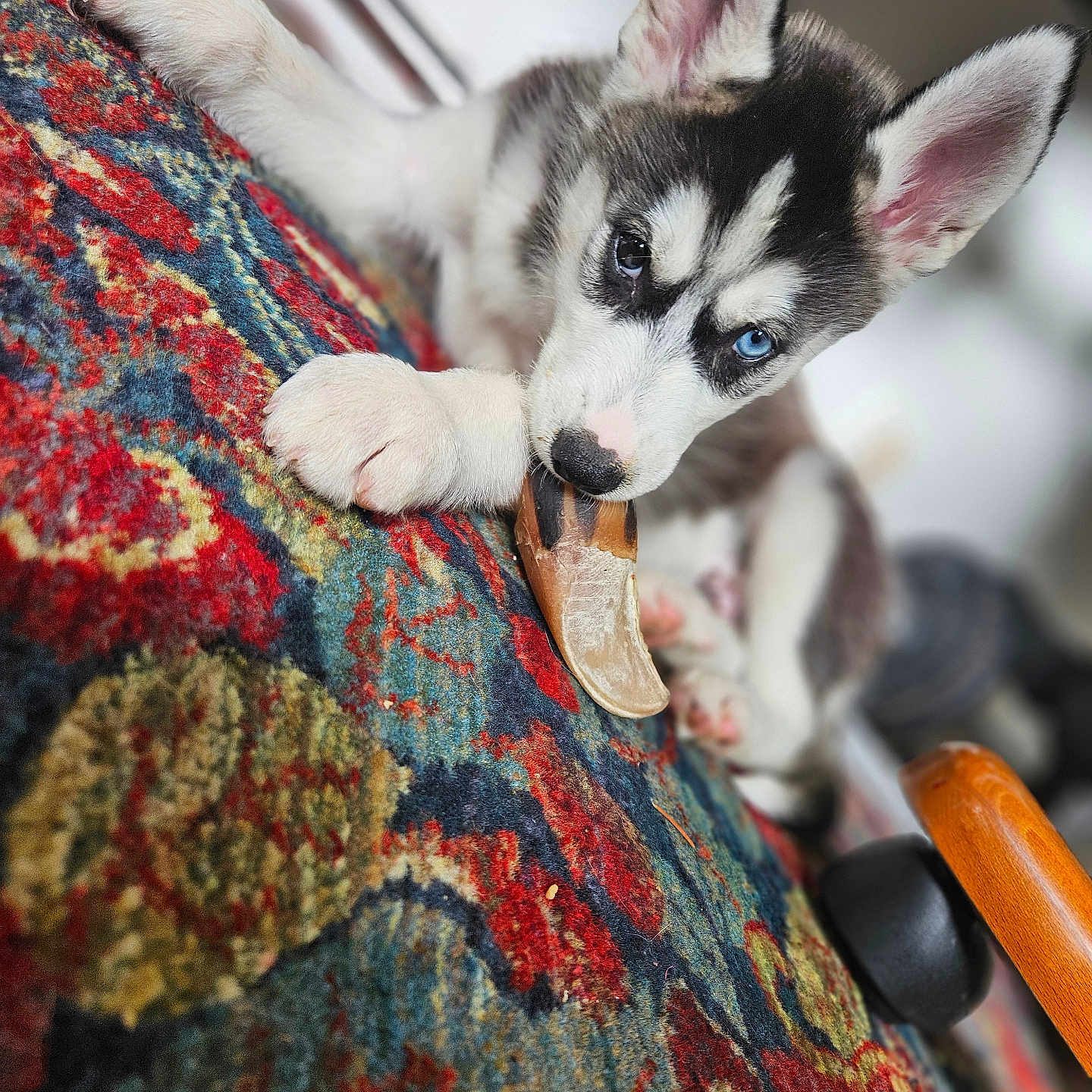 Ayko a rejoint le concours — aidez-le/la à gagner de superbes lots ! animal, blue_eyes, bone, carpet, chewing, close_up, curious, cute, dog, ears, fur, husky, indoor, lying_down, mischievous, paw, pet, playing, puppy, young