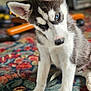 Ayko participe au concours pour gagner de l'argent avec cette photo : puppy, dog, husky, blue_eyes, fur, pet, indoor, carpet, colorful_rug, animal, cute, young, sitting, head_tilt, domestic, whiskers, ears, snout, front_legs, close_up