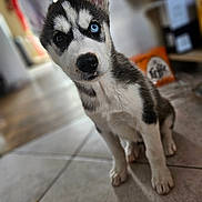 Ayko participe au concours pour gagner de l'argent avec cette photo : puppy, dog, husky, blue_eye, brown_eye, heterochromia, pet, animal, indoor, floor, tile, cute, curious, young, ears, fur, portrait, sitting, face, closeup