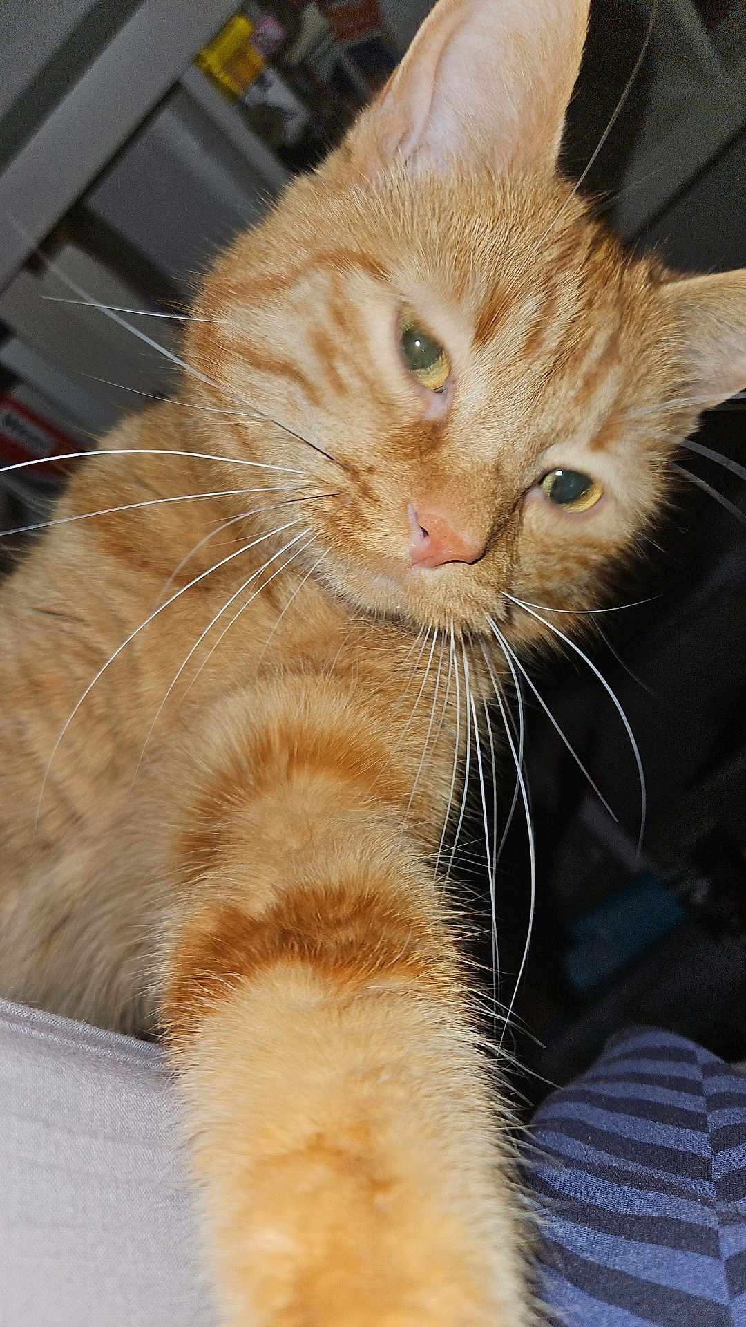 Kyubi participe au concours pour gagner de l'argent avec cette photo : cat, ginger_cat, tabby, whiskers, close_up, indoor, pet, feline, curious, orange_fur, animal, mammal, paw, face, fur, portrait, household, domestic_animal, looking, soft_lighting