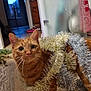 Kyubi a rejoint le concours — aidez-le/la à gagner de superbes lots ! cat, orange_tabby, tinsel, holiday_decor, indoor, wooden_floor, curious, pet, feline, decorations, christmas, festive, animal, domestic_cat, whiskers, ears, flooring, furniture, door, background