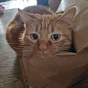 Kyubi a rejoint le concours — aidez-le/la à gagner de superbes lots ! cat, ginger_cat, paper_bag, indoor, floor, curious, pet, animal, feline, cozy, brown, crumpled_paper, wooden_floor, close_up, eyes, whiskers, ears, domestic_cat, playful, relaxed