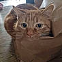 cat, ginger_cat, paper_bag, indoor, floor, curious, pet, animal, feline, cozy, brown, crumpled_paper, wooden_floor, close_up, eyes, whiskers, ears, domestic_cat, playful, relaxed