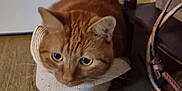 Kyubi a rejoint le concours — aidez-le/la à gagner de superbes lots ! cat, orange_cat, tabby_cat, pet, indoor, wooden_floor, chair_leg, paper, floor, resting, curious, animal, feline, close_up, domestic_animal, fur, whiskers, ears, head, eyes