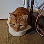 cat, orange_cat, tabby_cat, pet, indoor, wooden_floor, chair_leg, paper, floor, resting, curious, animal, feline, close_up, domestic_animal, fur, whiskers, ears, head, eyes