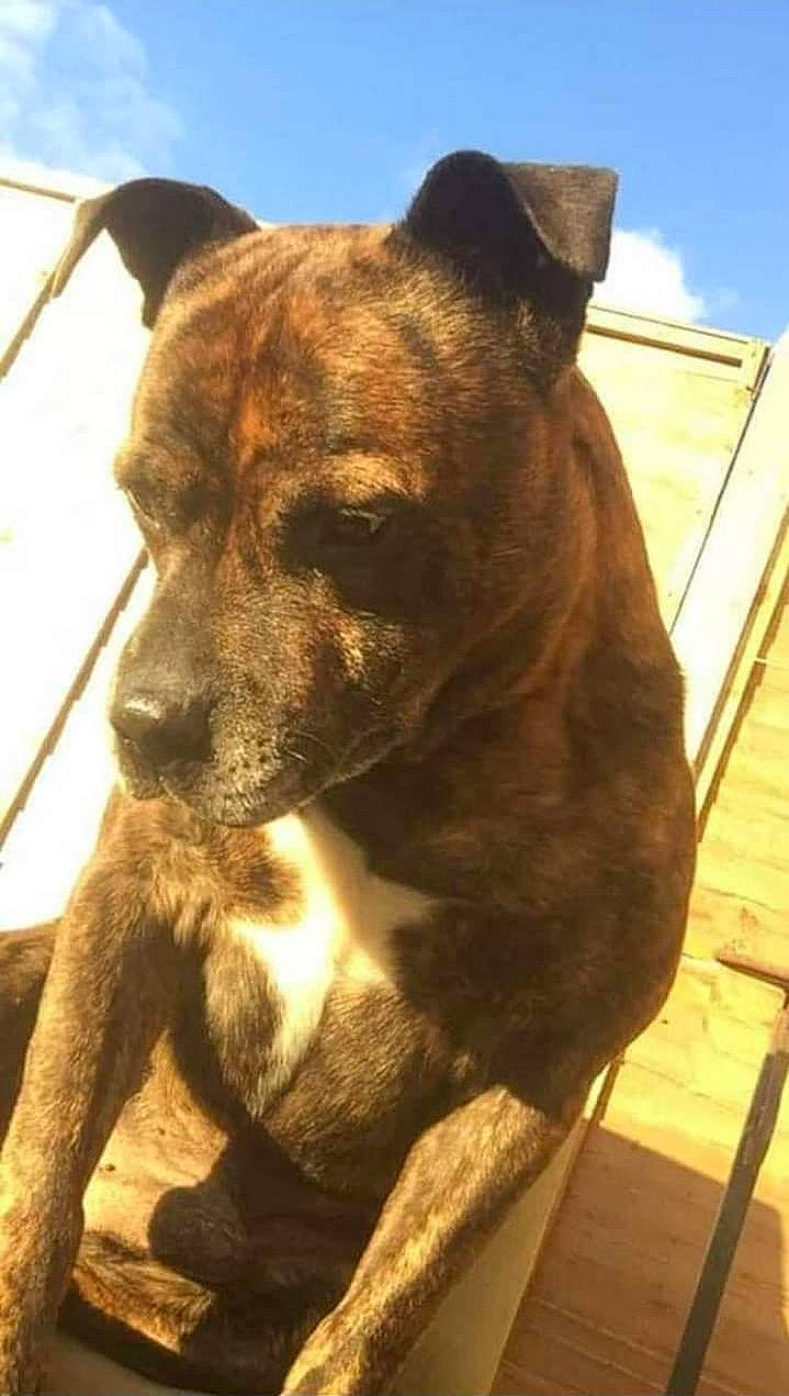 Diesel joined the competition — help win amazing prizes! ancient_dog_breeds, canidae, carnivore, collar, companion_dog, dog, dog_breed, dog_collar, fawn, liver, plant, sky, snout, sporting_group, tail, whiskers, window, wood, working_animal, working_dog