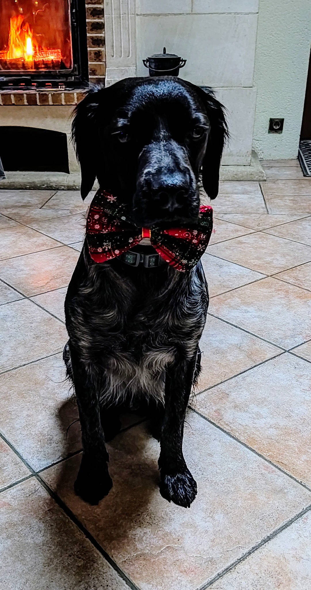 Shanghai participe au concours pour gagner de l'argent avec cette photo : art, borador, canidae, carnivore, collar, companion_dog, dog, dog_breed, dog_collar, flooring, fur, gun_dog, hunting_dog, liver, pet_supply, snout, sporting_group, tail, terrestrial_animal, working_animal