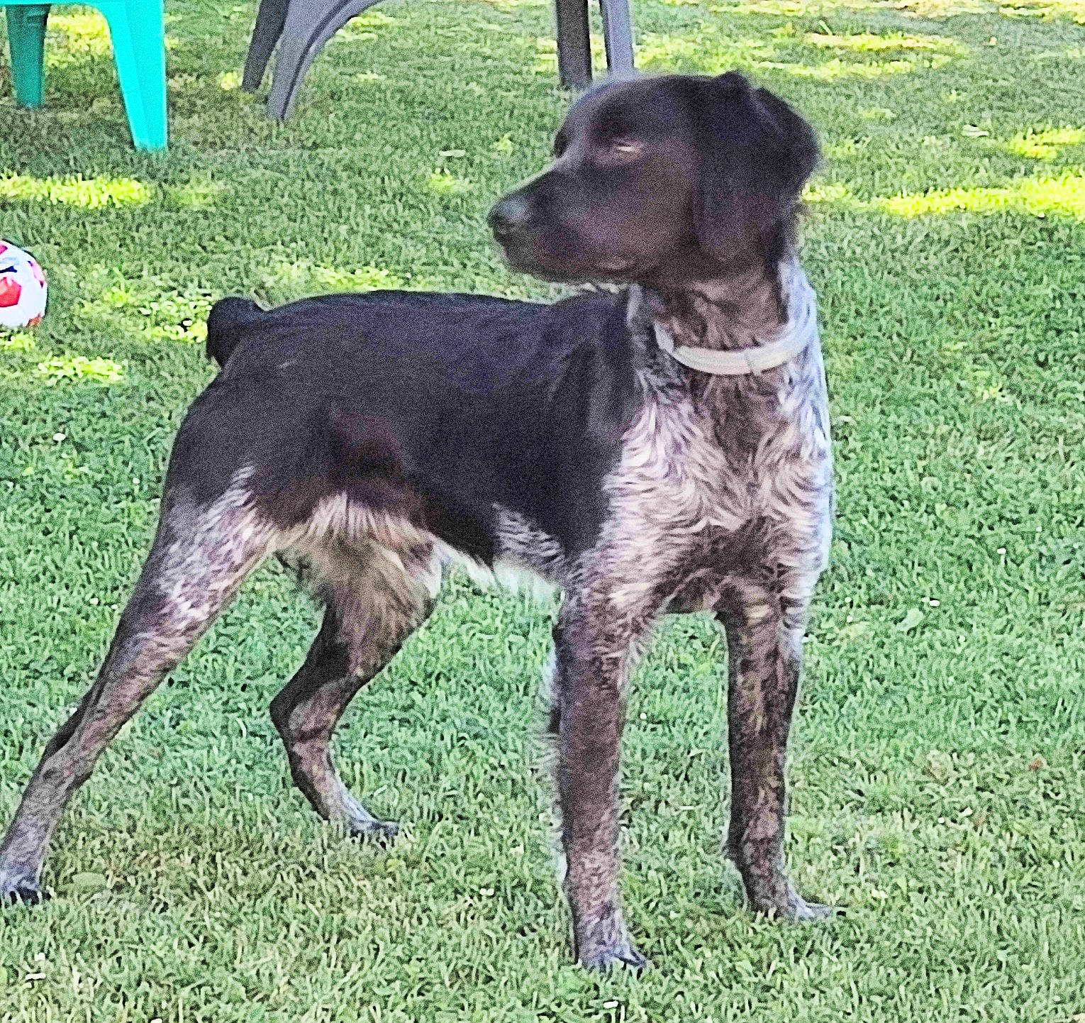 Shanghai participe au concours pour gagner de l'argent avec cette photo : borador, carnivore, chair, collar, companion_dog, dog, dog_breed, dog_collar, grass, gun_dog, hunting_dog, liver, snout, spaniel, sporting_group, tail, terrestrial_animal, working_animal, working_dog