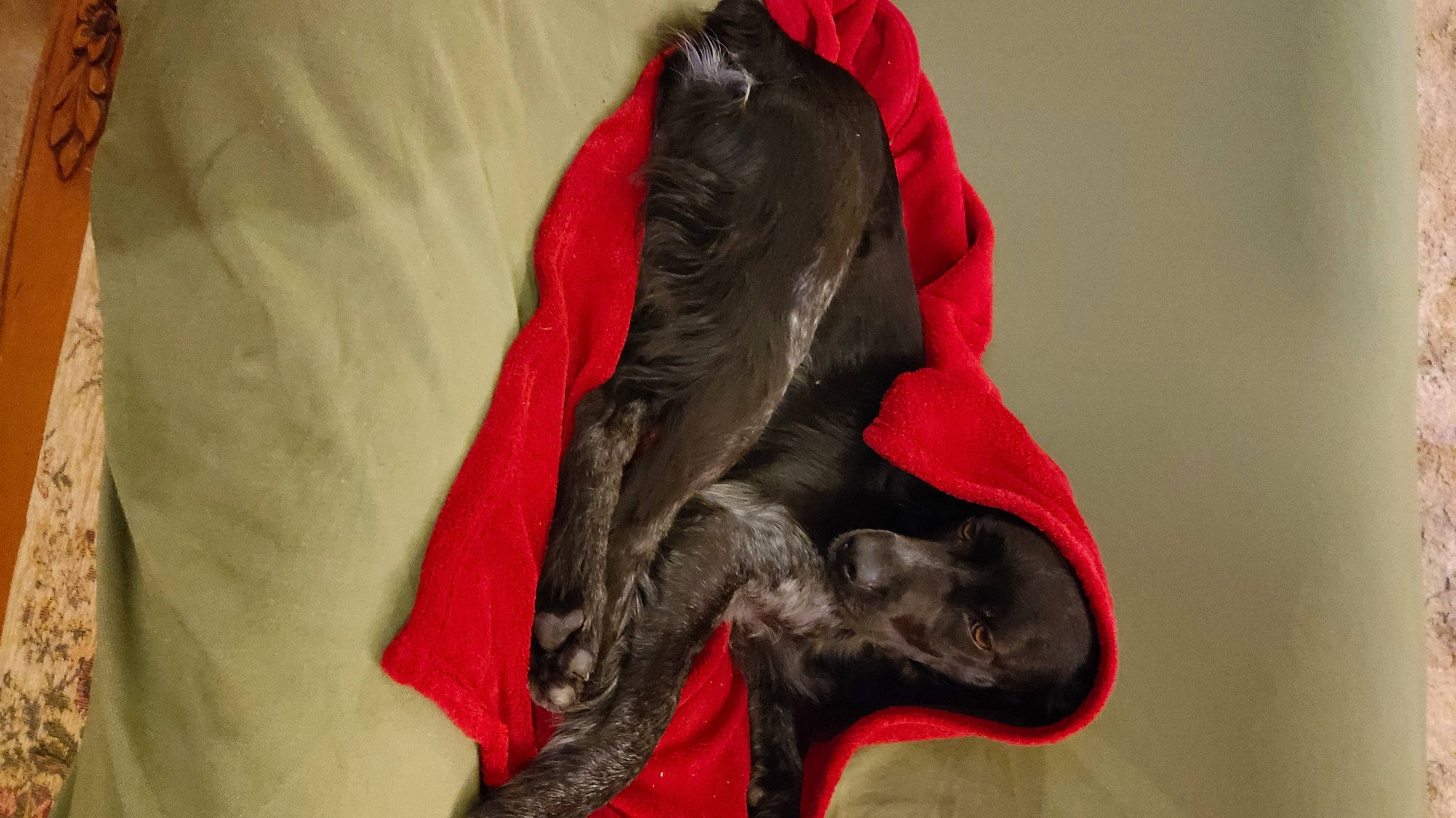 Shanghai a rejoint le concours — aidez-le/la à gagner de superbes lots ! art, carmine, claw, comfort, coquelicot, fashion_accessory, feather, flesh, fur, gesture, glove, human_leg, jaw, linens, personal_protective_equipment, rock, sleeve, sportswear, visual_arts, wing