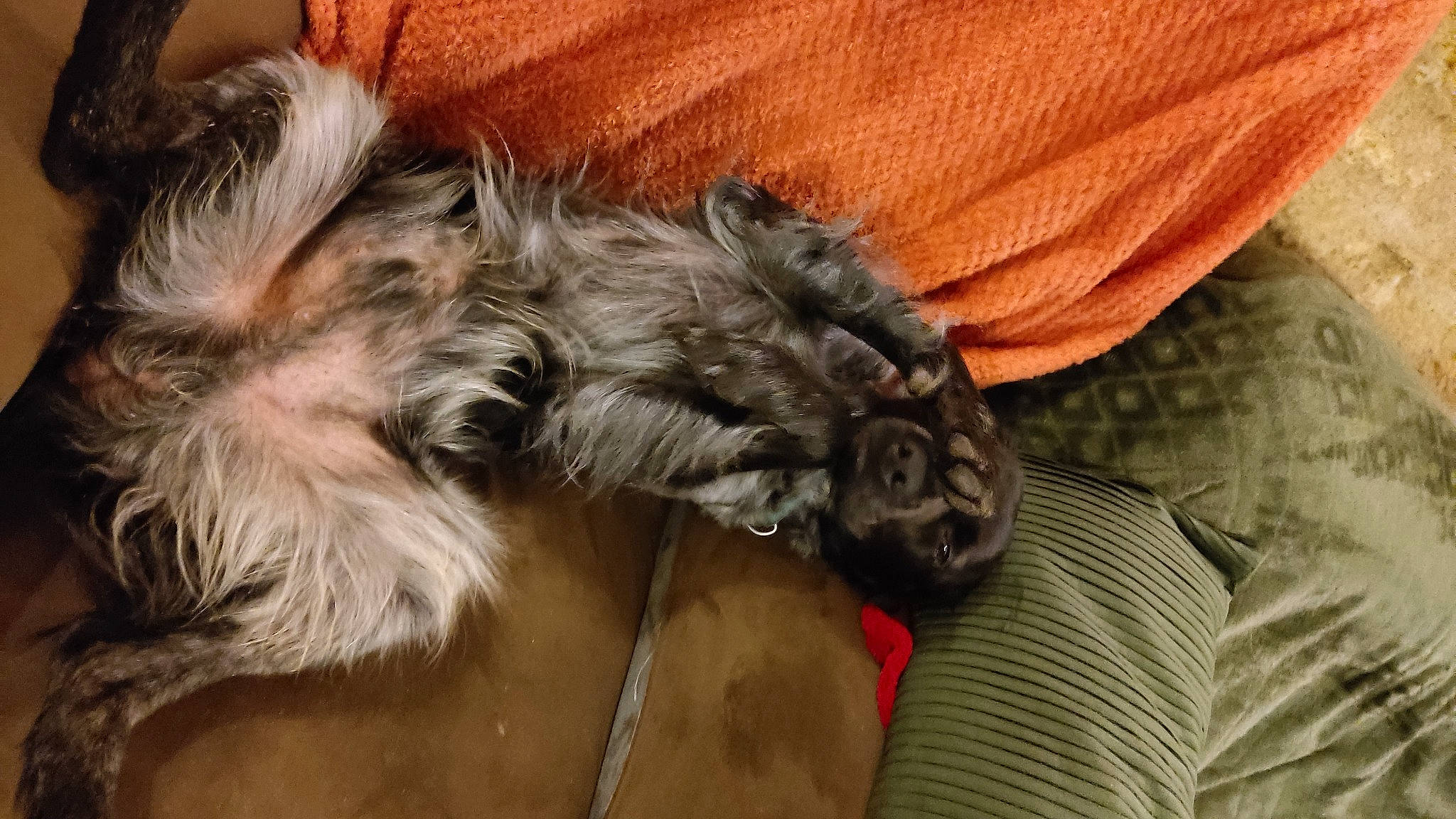 Shanghai a rejoint le concours — aidez-le/la à gagner de superbes lots ! canidae, carnivore, comfort, companion_dog, dog, dog_breed, fawn, felidae, fur, liver, paw, small_to_medium_sized_cats, snout, sporting_group, tail, terrestrial_animal, terrier, toy_dog, whiskers, working_animal