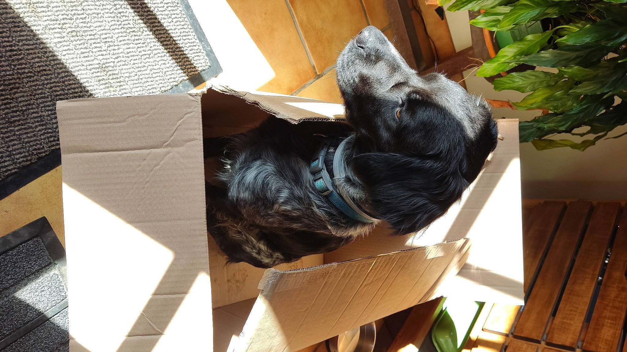 Shanghai a rejoint le concours — aidez-le/la à gagner de superbes lots ! art, box, cardboard, carton, fur, packaging_and_labeling, packing_materials, paper_product, plant, sculpture, shipping_box, statue, wood, working_animal