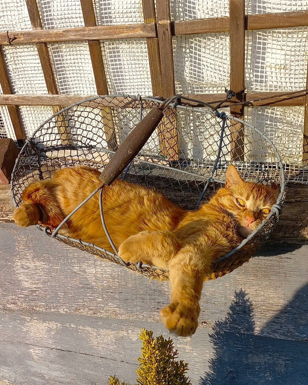 Bidouille a rejoint le concours — aidez-le/la à gagner de superbes lots ! animal_shelter, big_cats, carnivore, dog_breed, fawn, felidae, fence, mammal, mesh, pet_supply, plant, small_to_medium_sized_cats, tail, terrestrial_animal, tints_and_shades, water, whiskers, window, wire_fencing, wood