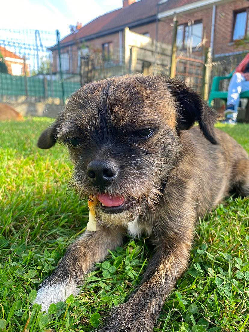 Couki participe au concours pour gagner de l'argent avec cette photo : canidae, carnivore, cloud, companion_dog, dog, dog_breed, fur, grass, groundcover, plant, sky, snout, terrestrial_animal, terrier, window, working_animal, working_dog, working_terrier