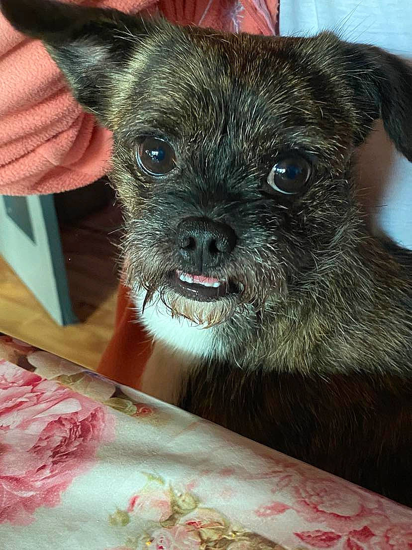 Couki participe au concours pour gagner de l'argent avec cette photo : canidae, carnivore, chihuahua, companion_dog, dog, dog_breed, fawn, fur, linens, liver, non_sporting_group, puppy, small_terrier, snout, sporting_group, terrestrial_animal, terrier, toy_dog, whiskers, working_animal