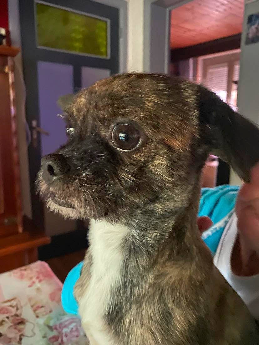 Couki a rejoint le concours — aidez-le/la à gagner de superbes lots ! canidae, carnivore, collar, companion_dog, dog, dog_breed, dog_supply, ear, fawn, fur, non_sporting_group, pet_supply, picture_frame, snout, sporting_group, terrestrial_animal, terrier, toy_dog, whiskers, working_animal