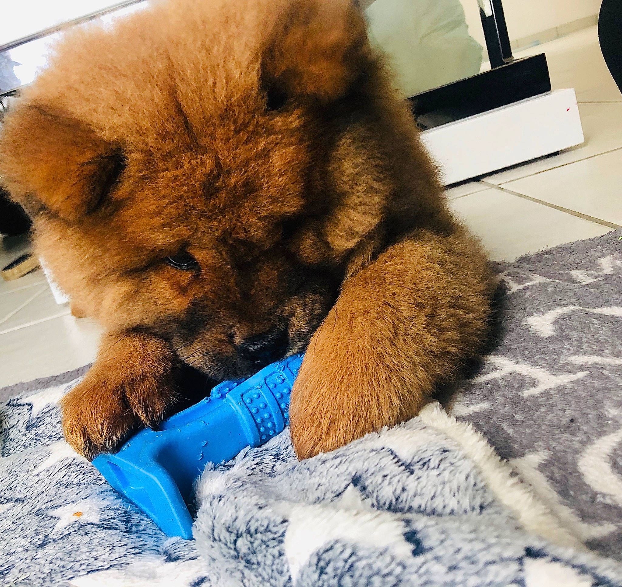 Pom participe au concours pour gagner de l'argent avec cette photo : canidae, carnivore, chow_chow, companion_dog, dog, dog_breed, eurasier, fawn, food, fur, mammal, non_sporting_group, puppy, snout, spitz, sporting_group