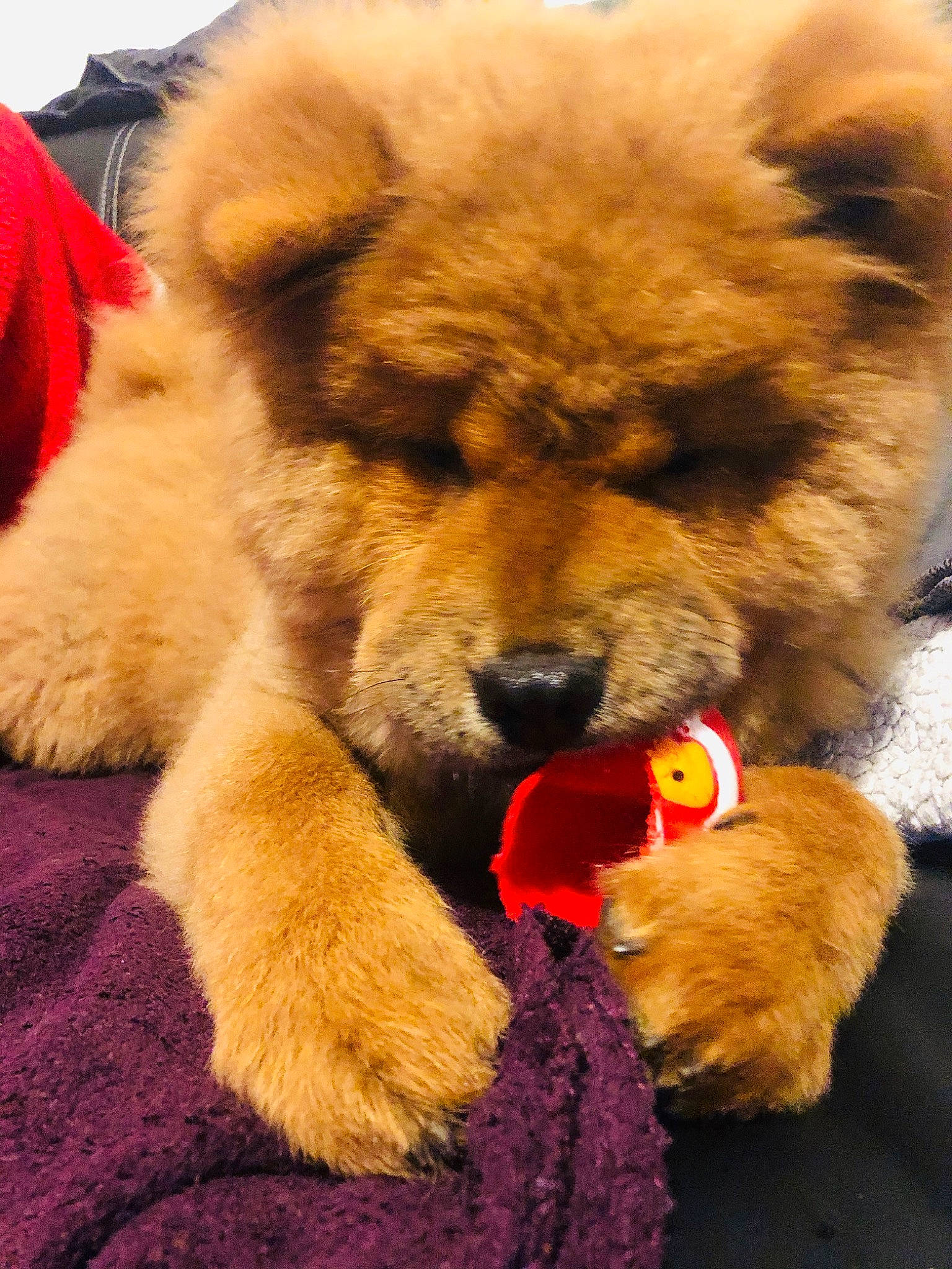 Pom a rejoint le concours — aidez-le/la à gagner de superbes lots ! ancient_dog_breeds, canidae, carnivore, caucasian_shepherd_dog, chow_chow, companion_dog, condiment, dog, dog_breed, food, fur, mammal, non_sporting_group, paw, snout, sporting_group, teddy_bear