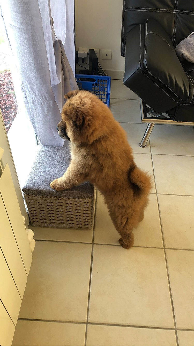 Pom participe au concours pour gagner de l'argent avec cette photo : canidae, carnivore, chow_chow, cockapoo, companion_dog, dog, dog_breed, fawn, floor, goldendoodle, irish_soft_coated_wheaten_terrier, mammal, miniature_poodle, non_sporting_group, poodle, puppy, sporting_group, terrier, toy_poodle, vertebrate