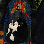Trouble is registered to the contest to win money with this photo: cat, black_and_white_cat, baby_chair, panda_design, indoor, wooden_floor, furniture, cozy, pet, animal, resting, curled_up, home, dim_lighting, colorful, chair, comfort, domestic, cute, relaxed