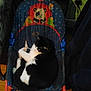 cat, black_and_white_cat, baby_chair, panda_design, indoor, wooden_floor, furniture, cozy, pet, animal, resting, curled_up, home, dim_lighting, colorful, chair, comfort, domestic, cute, relaxed