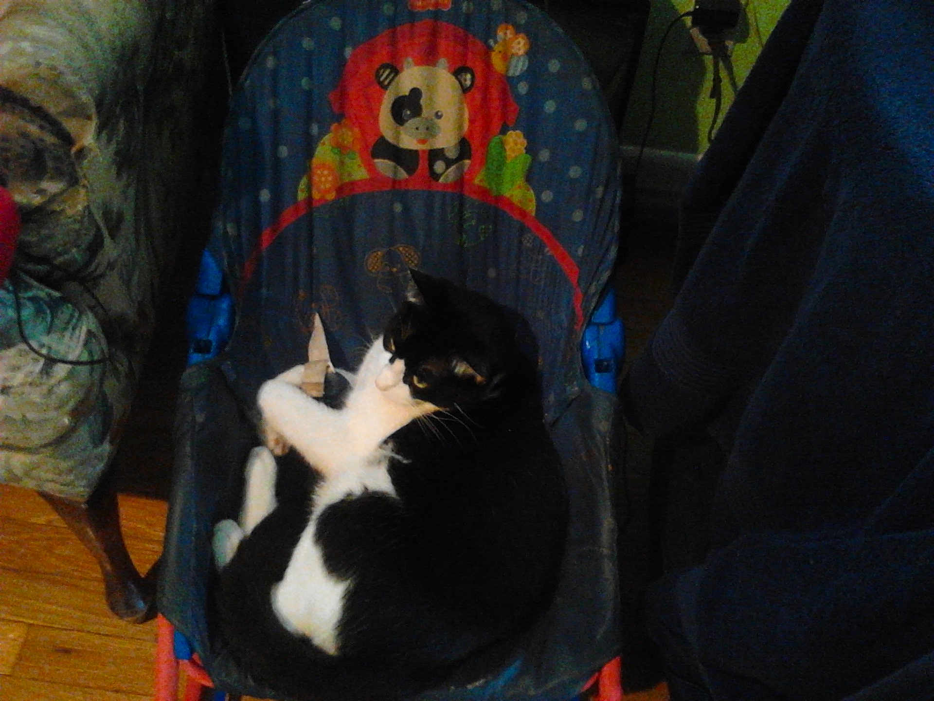 Trouble is registered to the contest to win money with this photo: cat, black_and_white_cat, baby_chair, panda_design, indoor, wooden_floor, furniture, cozy, pet, animal, resting, curled_up, home, dim_lighting, colorful, chair, comfort, domestic, cute, relaxed