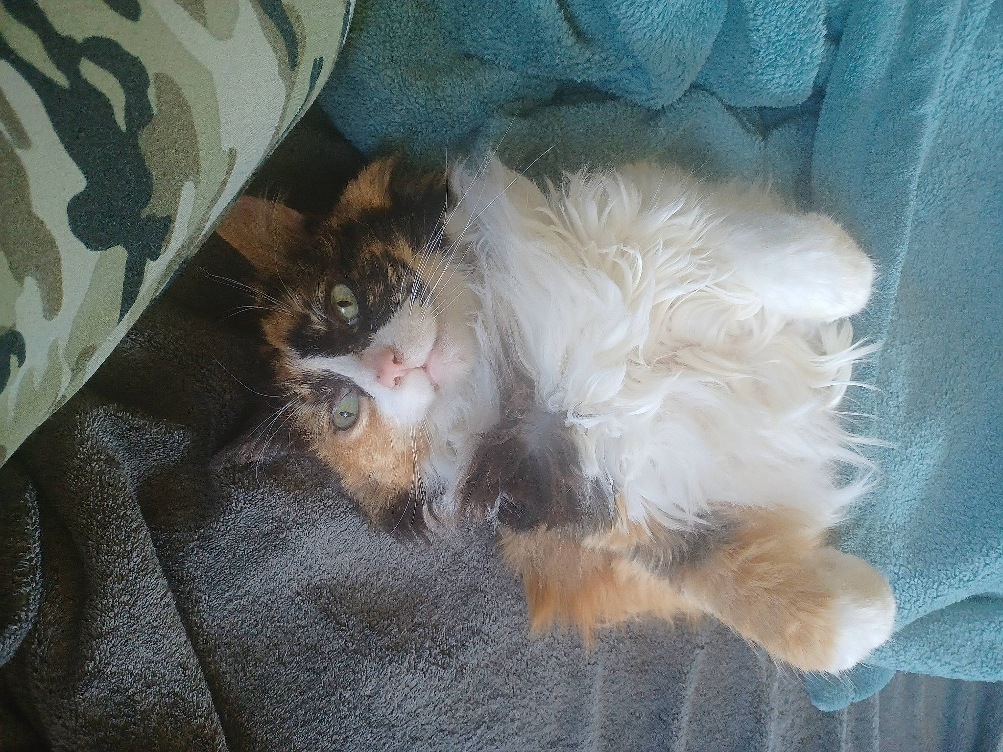 Hattie joined the competition — help win amazing prizes! canidae, carnivore, cat, claw, comfort, companion_dog, dog_breed, fawn, felidae, fur, grey, linens, nap, paw, small_to_medium_sized_cats, sporting_group, tail, whiskers