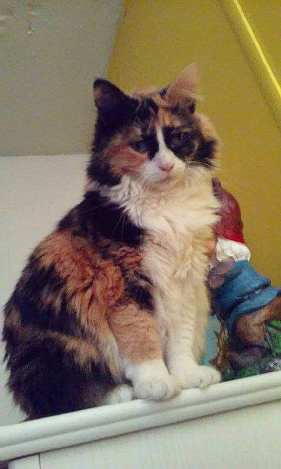 Hattie is registered to the contest to win money with this photo: carnivore, cat, claw, comfort, domestic_short_haired_cat, eye, felidae, fur, paw, sitting, small_to_medium_sized_cats, snout, tail, terrestrial_animal, whiskers